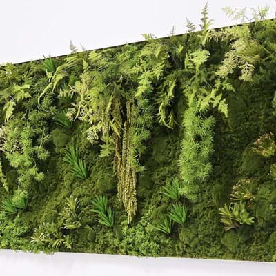 Moss Walls